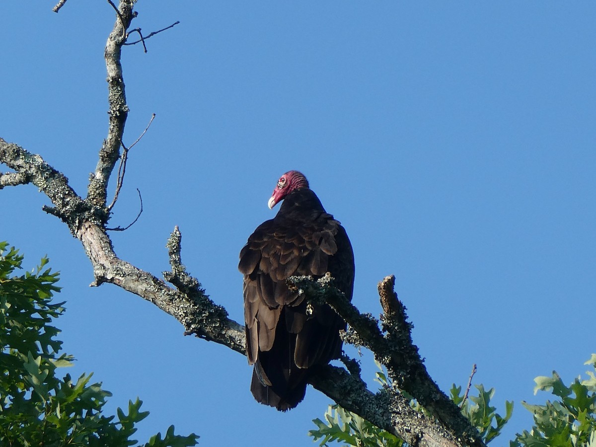 Turkey Vulture - ML620601992