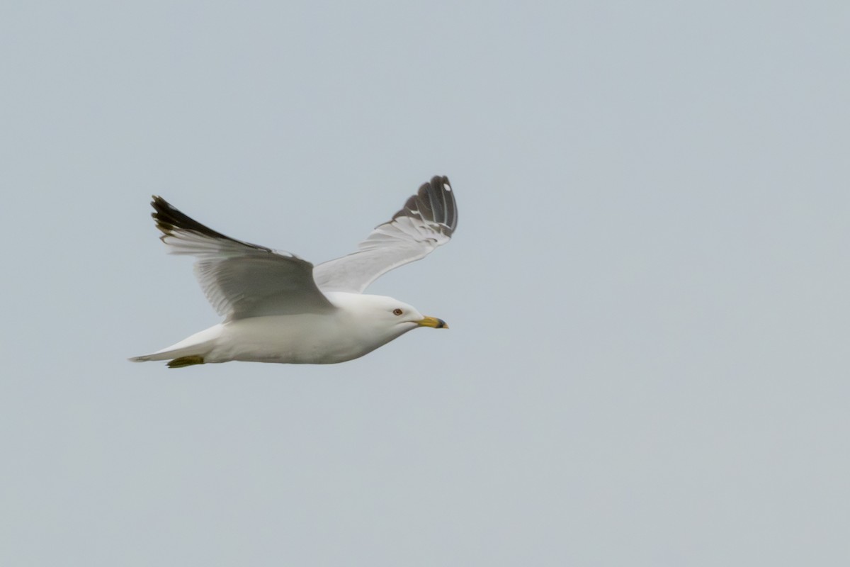 Ring-billed Gull - ML620601996