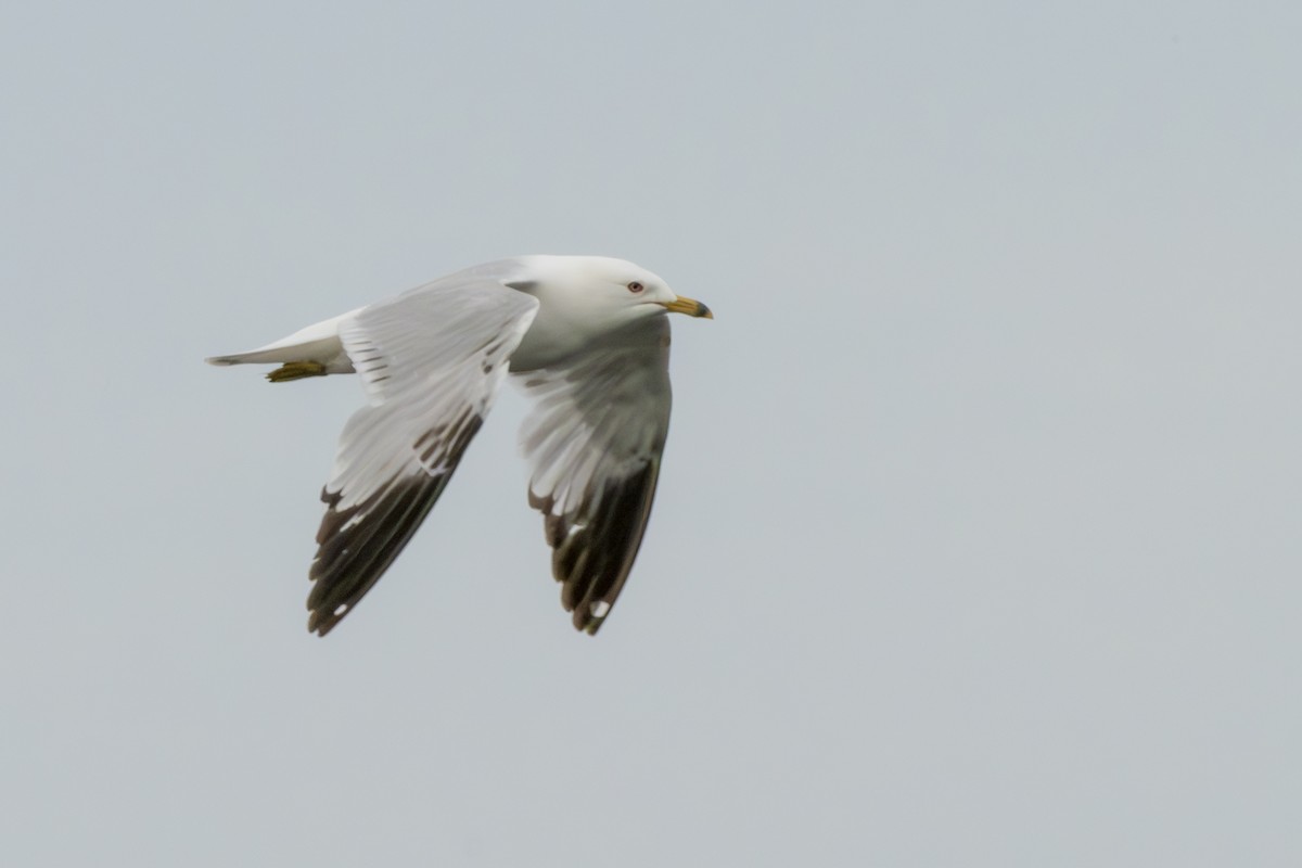 Ring-billed Gull - Rosie Lynn