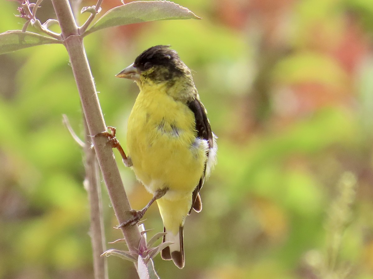 Lesser Goldfinch - ML620602002