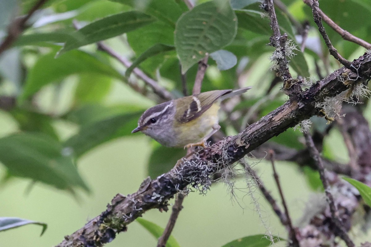 Ashy-throated Warbler - ML620602004