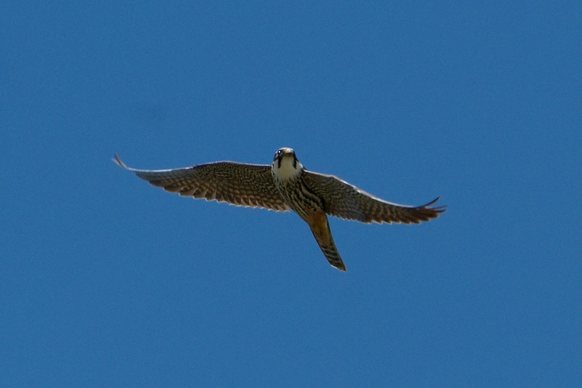 Eurasian Hobby - ML620602005