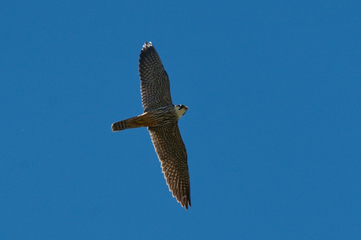 Eurasian Hobby - ML620602007