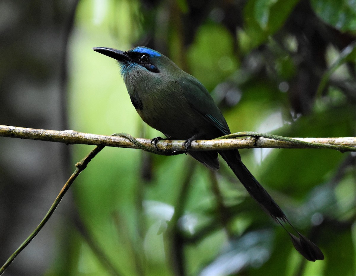 Keel-billed Motmot - ML620602014