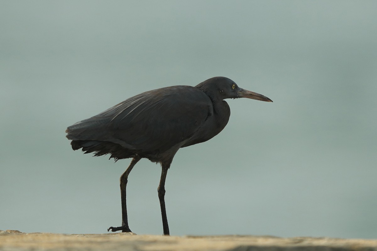 Pacific Reef-Heron - ML620602016