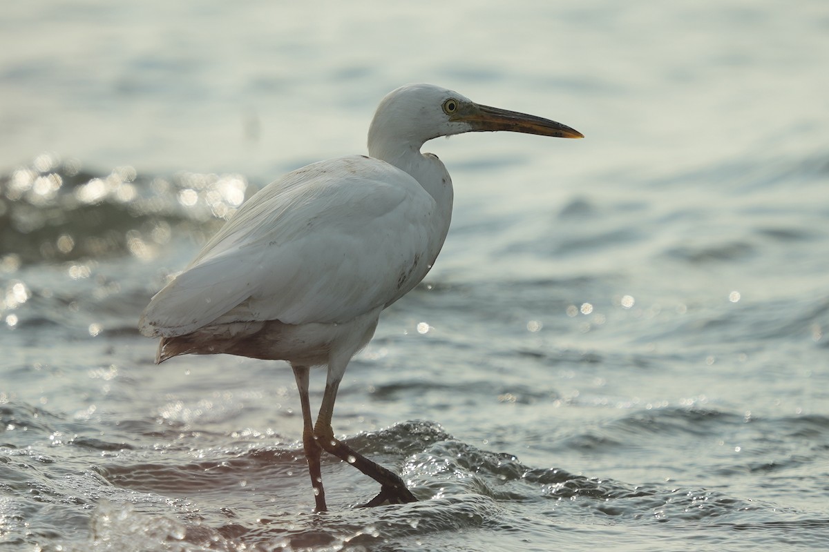 Pacific Reef-Heron - ML620602017