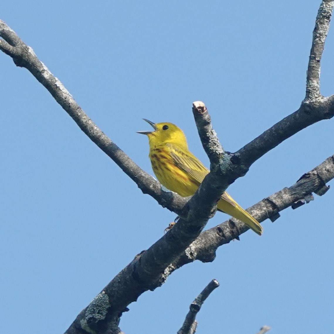Yellow Warbler - ML620602018