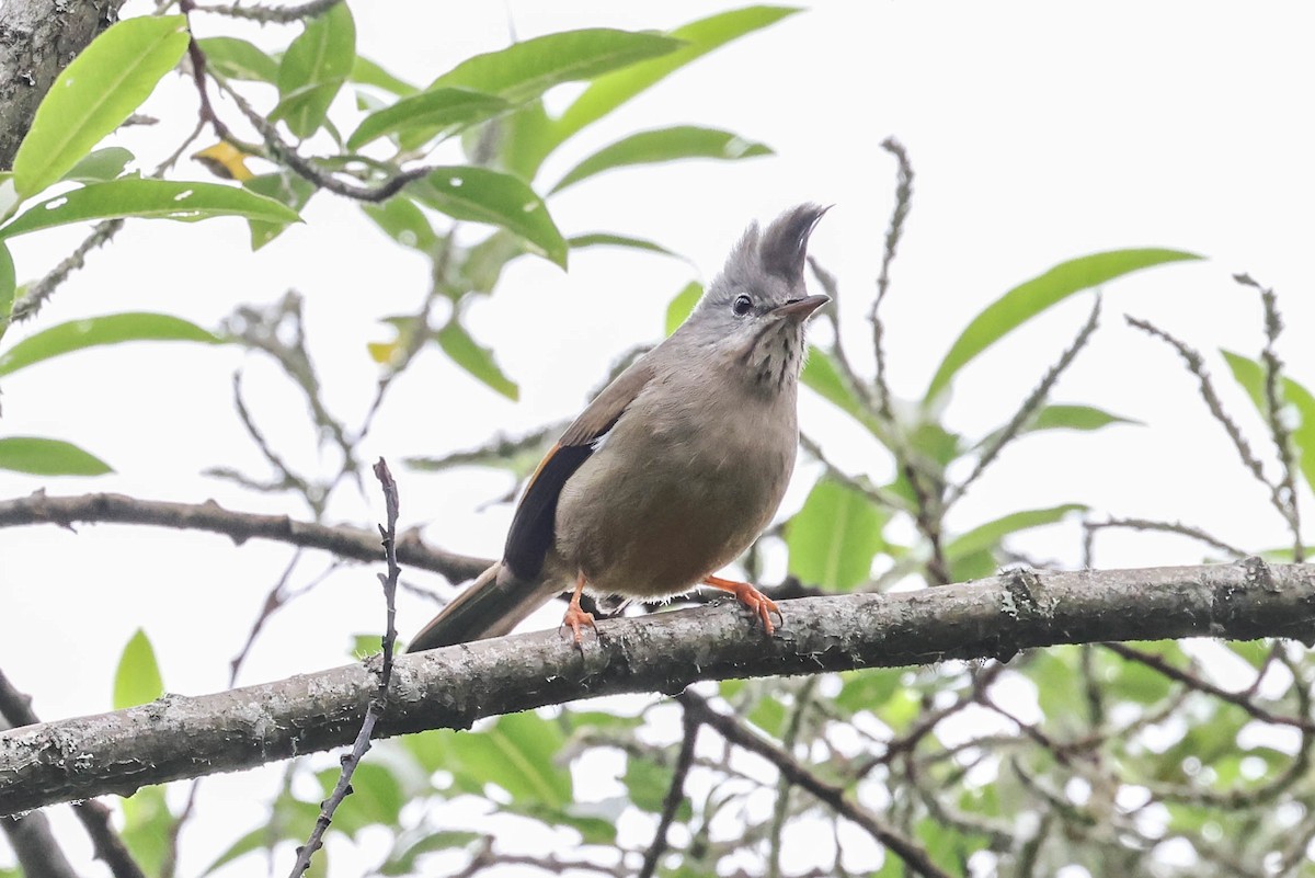 Stripe-throated Yuhina - ML620602019