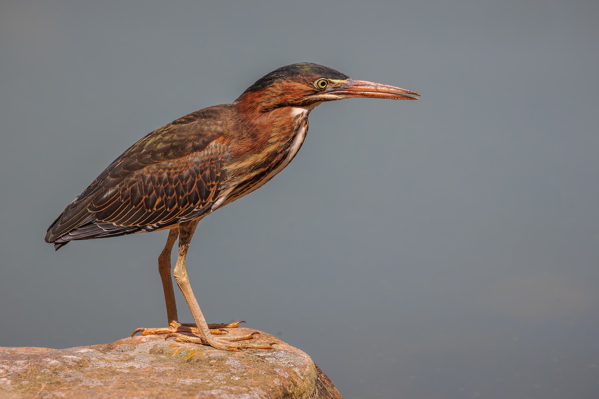 Green Heron - ML620602026