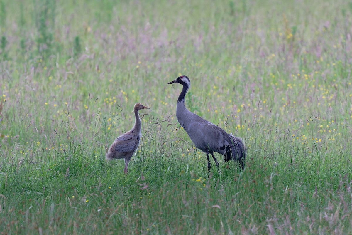 Grulla Común - ML620602029