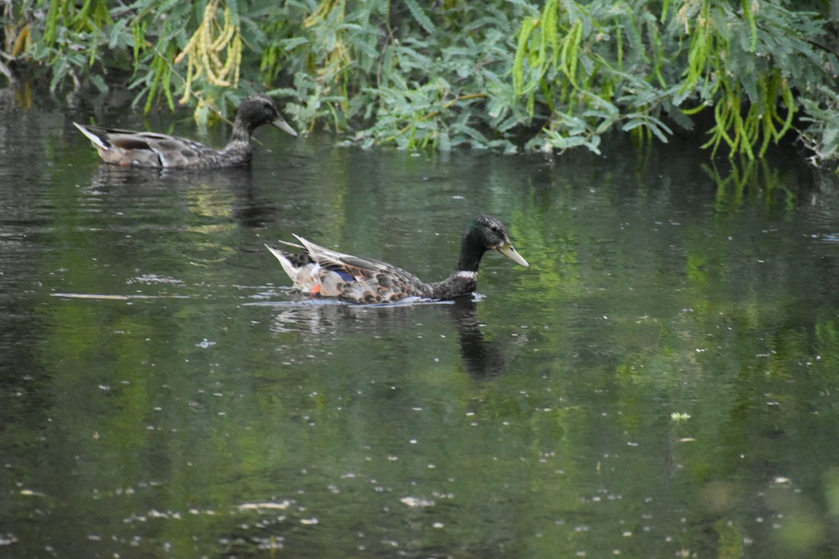 Canard colvert - ML620602031