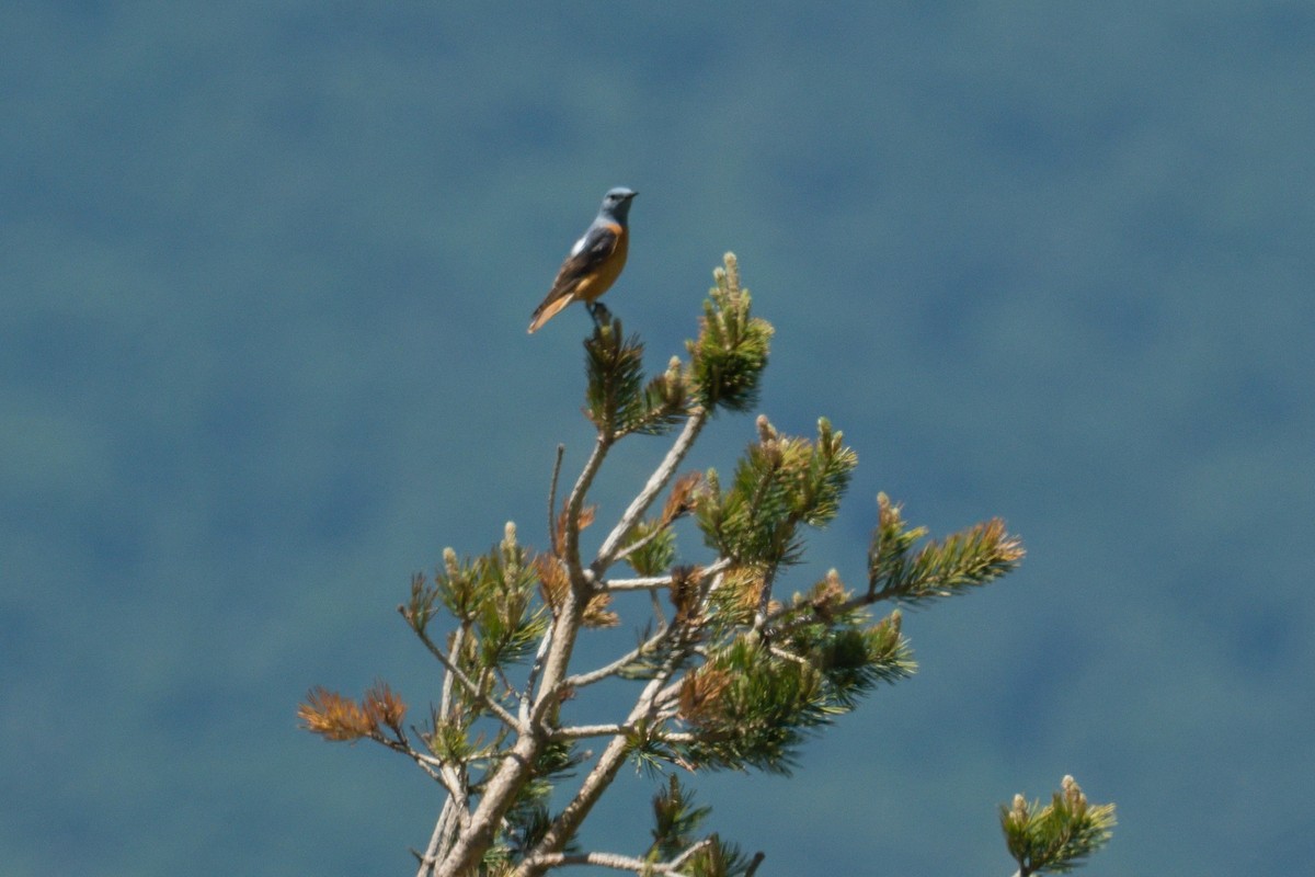 Rufous-tailed Rock-Thrush - ML620602040