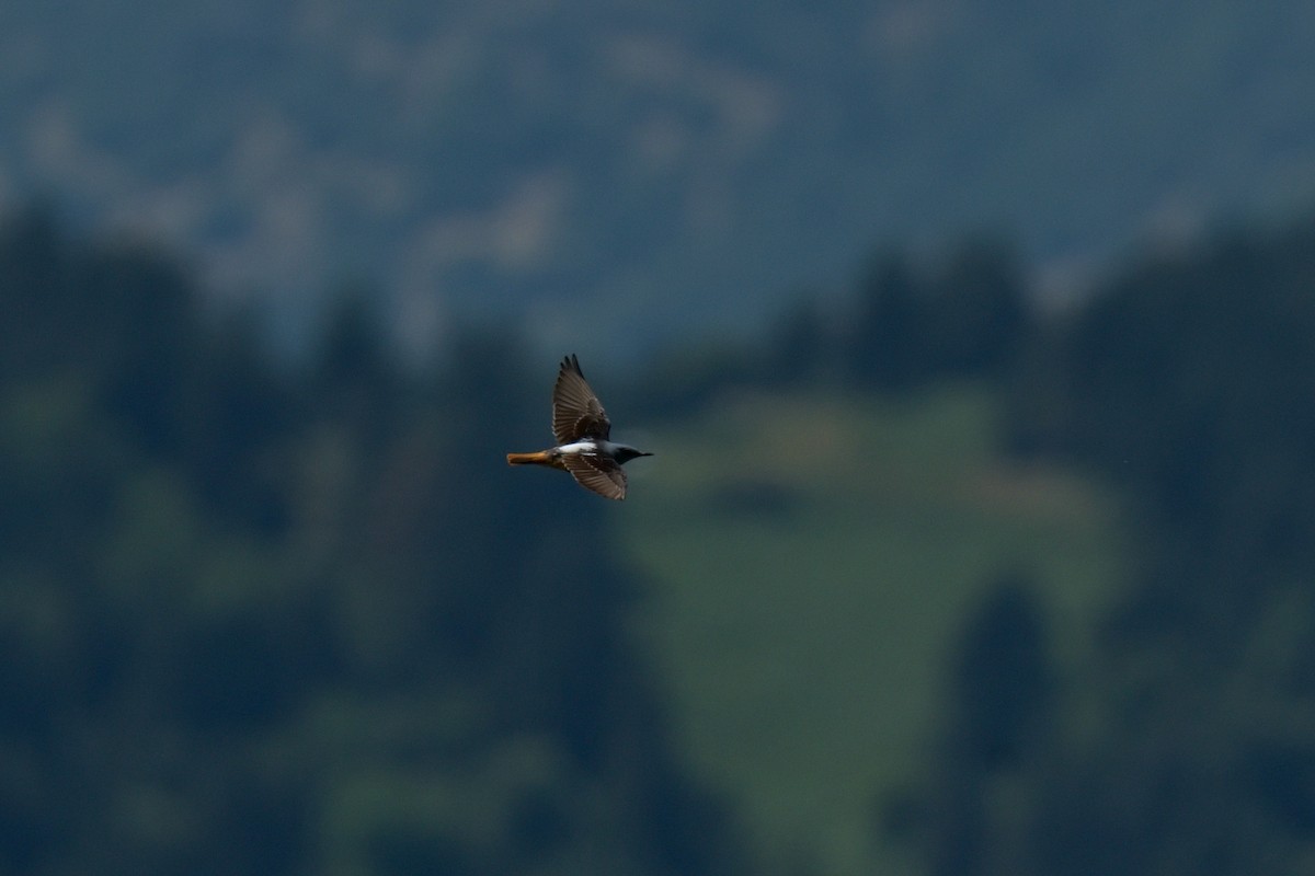 Rufous-tailed Rock-Thrush - ML620602041