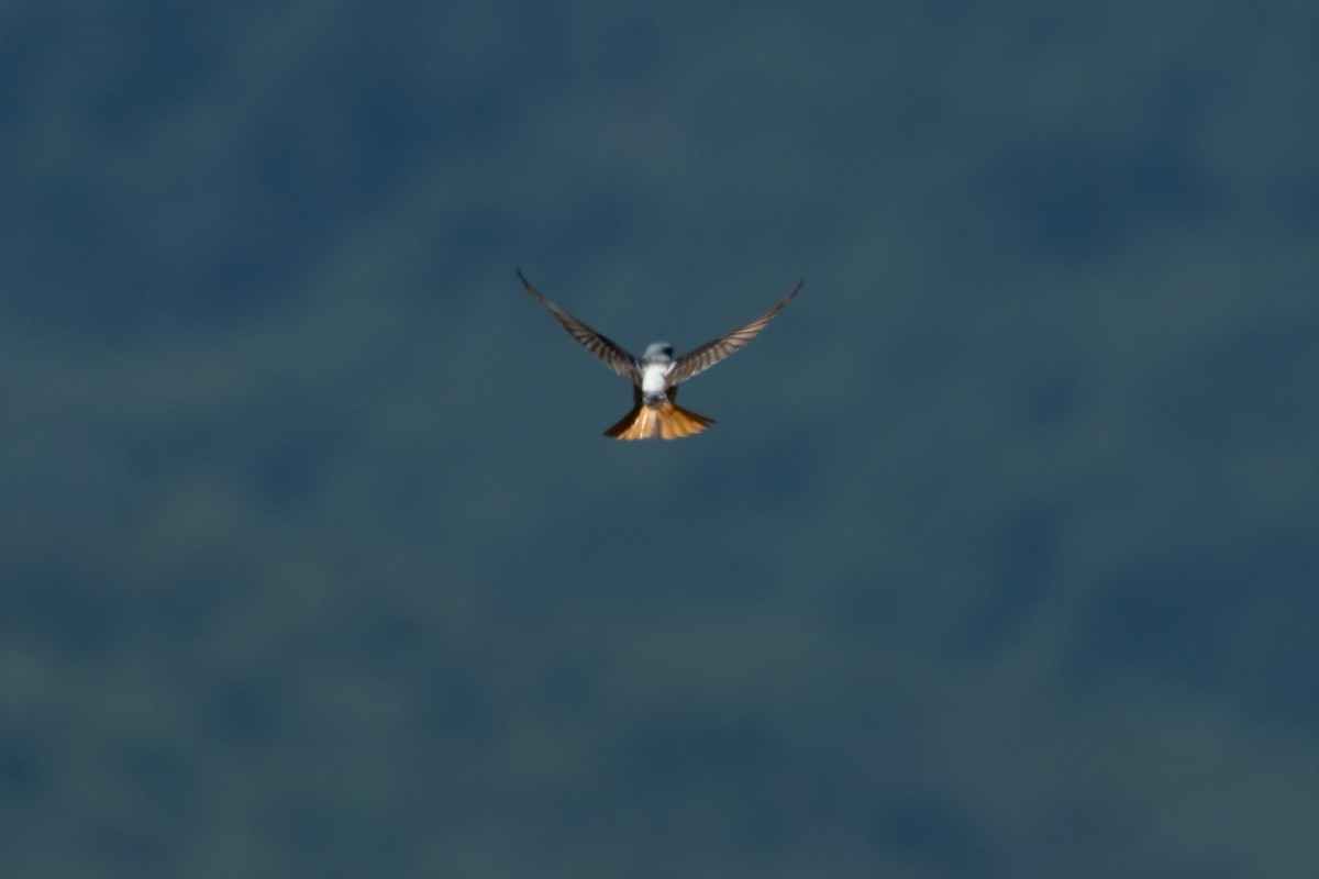 Rufous-tailed Rock-Thrush - ML620602042