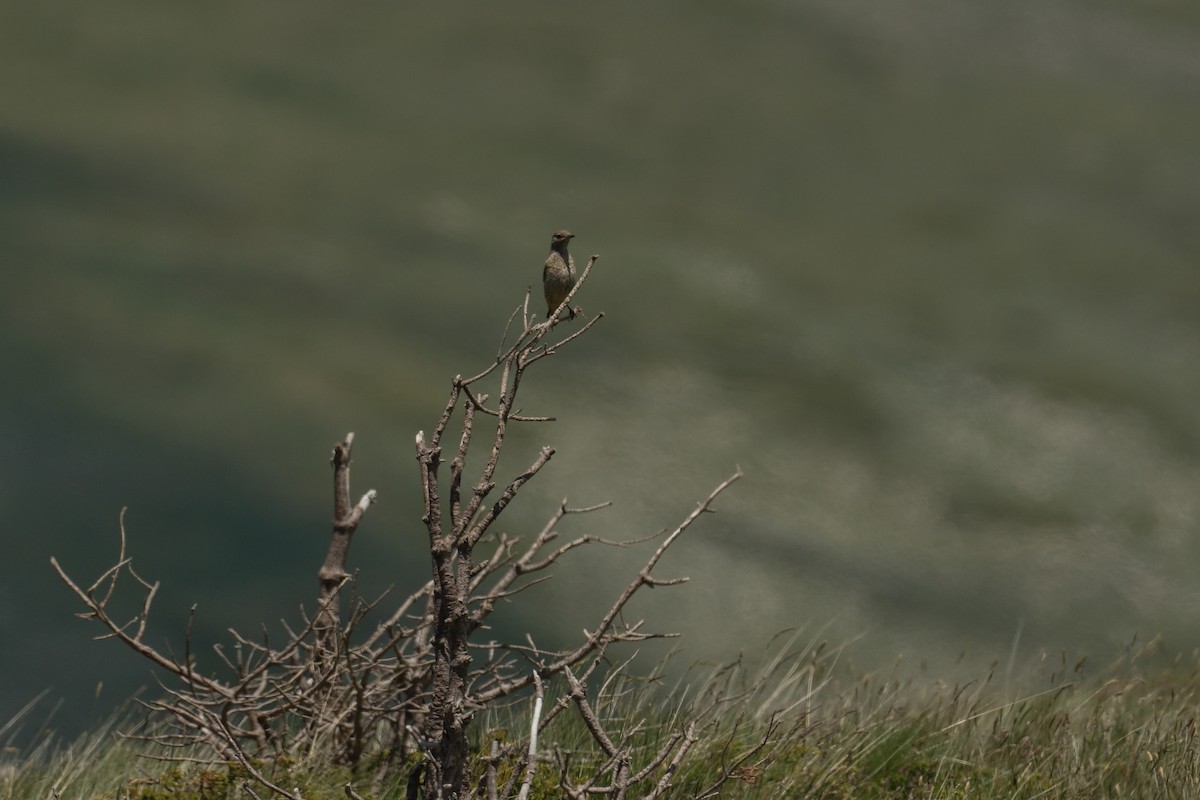 Rufous-tailed Rock-Thrush - ML620602043