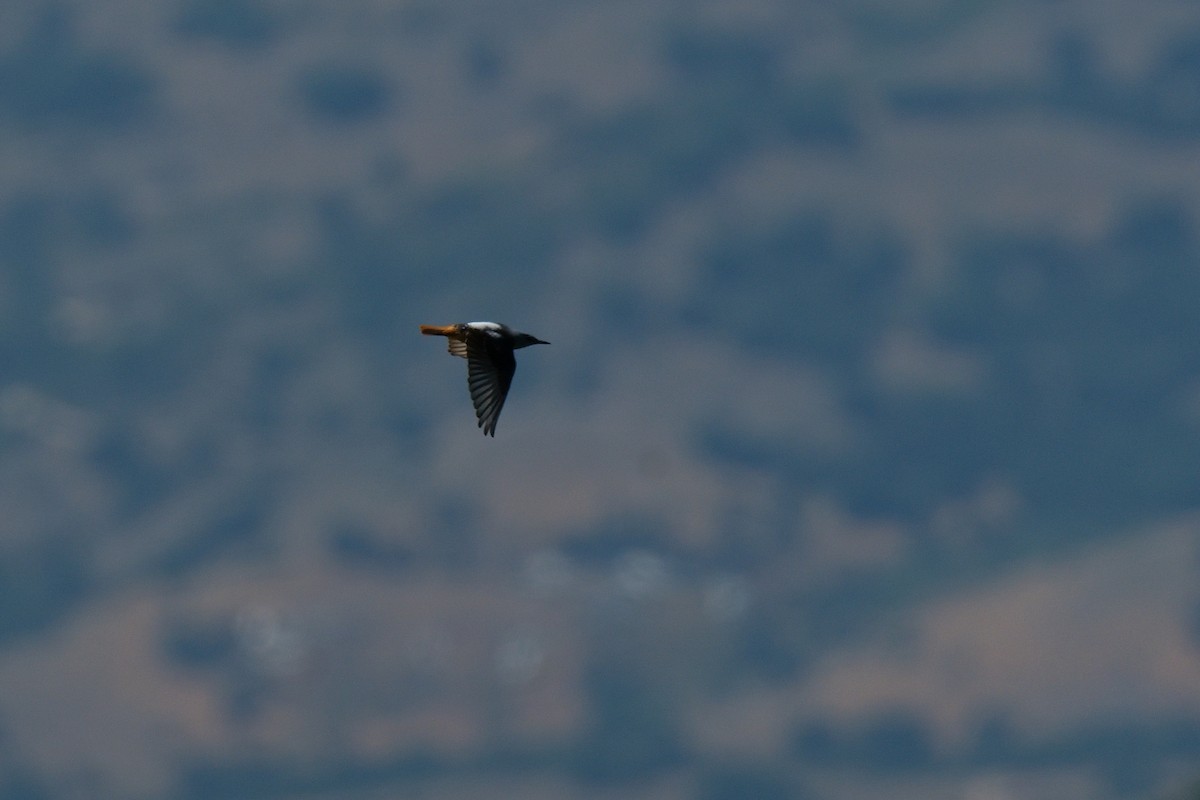 Rufous-tailed Rock-Thrush - ML620602044