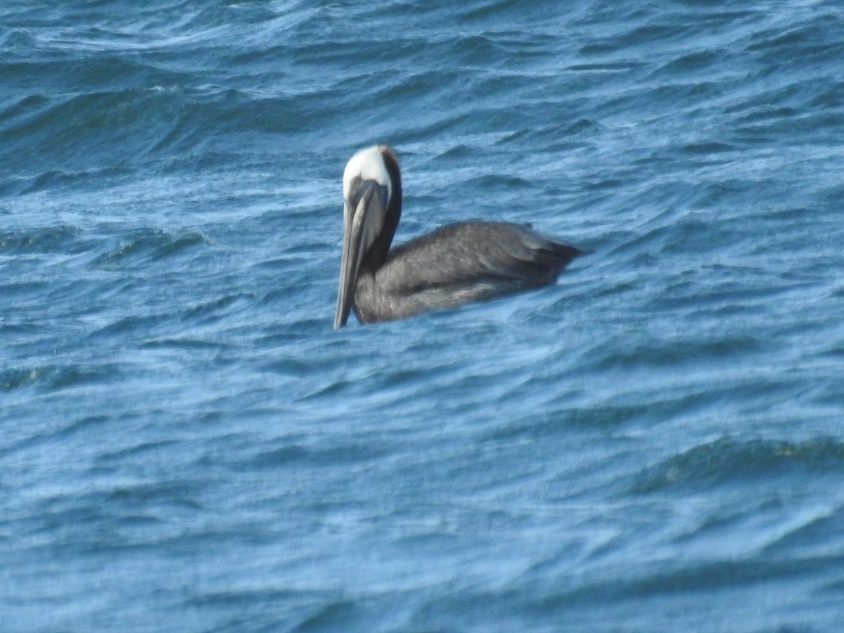 Brown Pelican - ML620602049