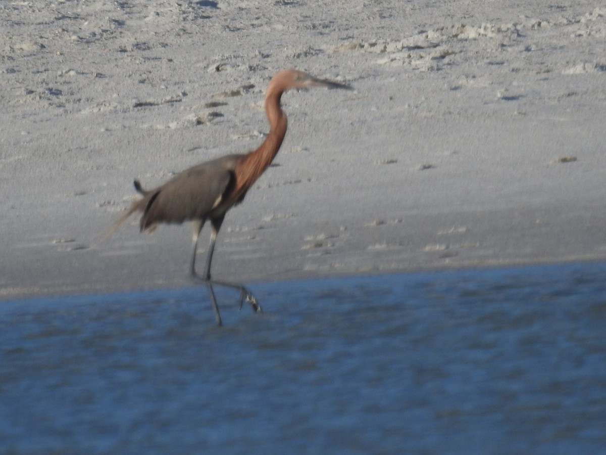 Reddish Egret - ML620602055