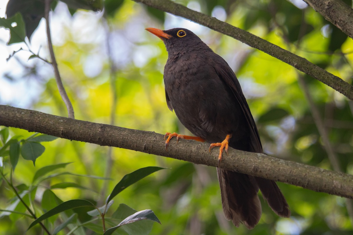 Great Thrush - ML620602056