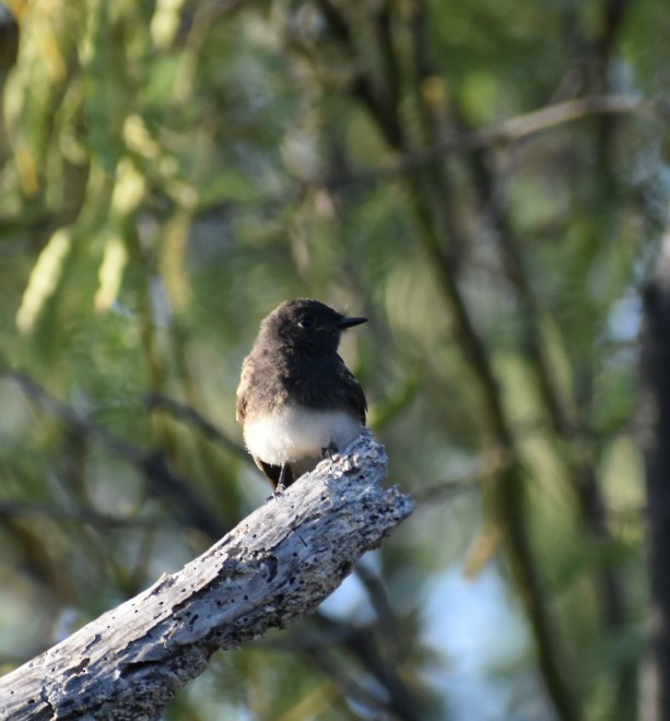 Black Phoebe - ML620602059