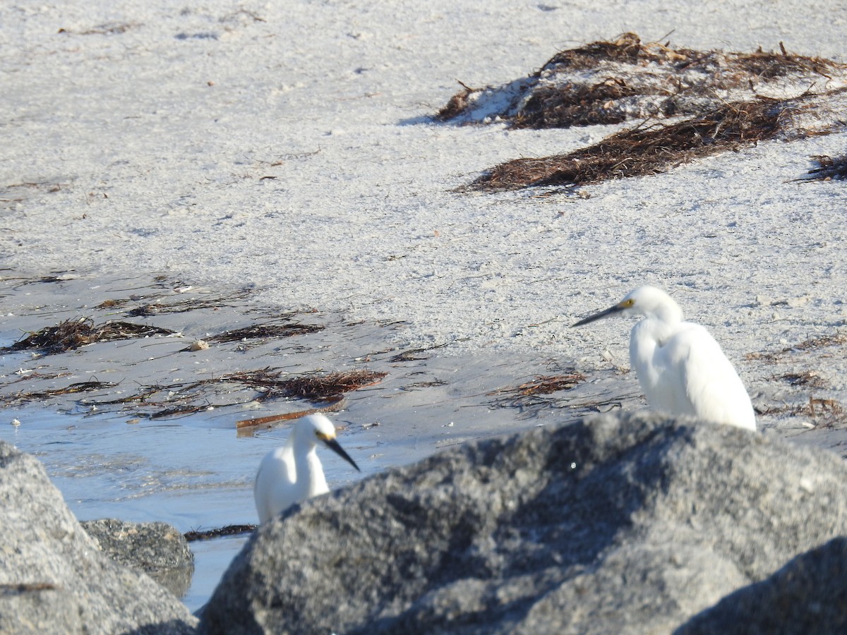 Snowy Egret - ML620602060