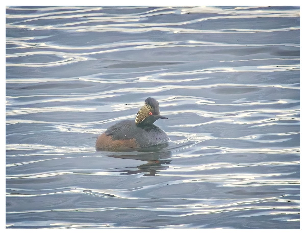 Eared Grebe - ML620602064