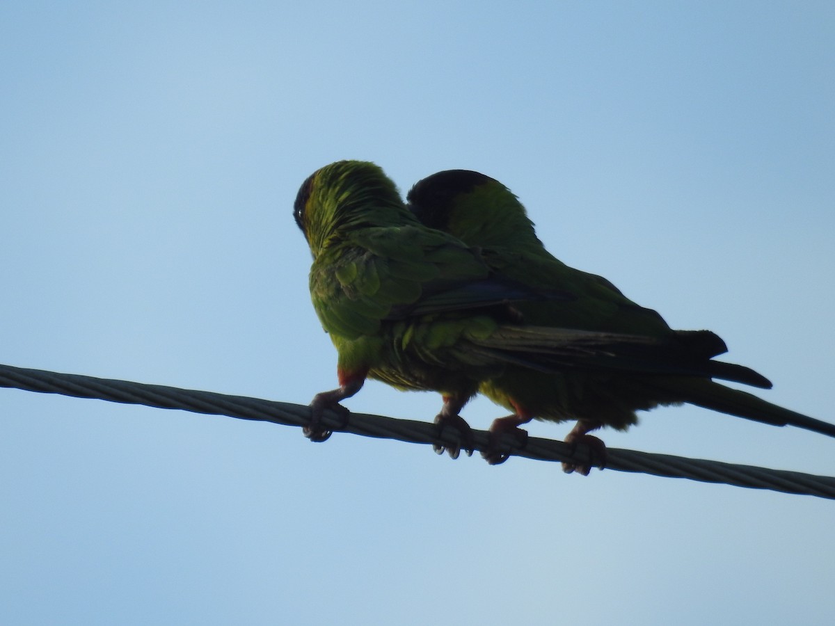 Nanday Parakeet - ML620602069