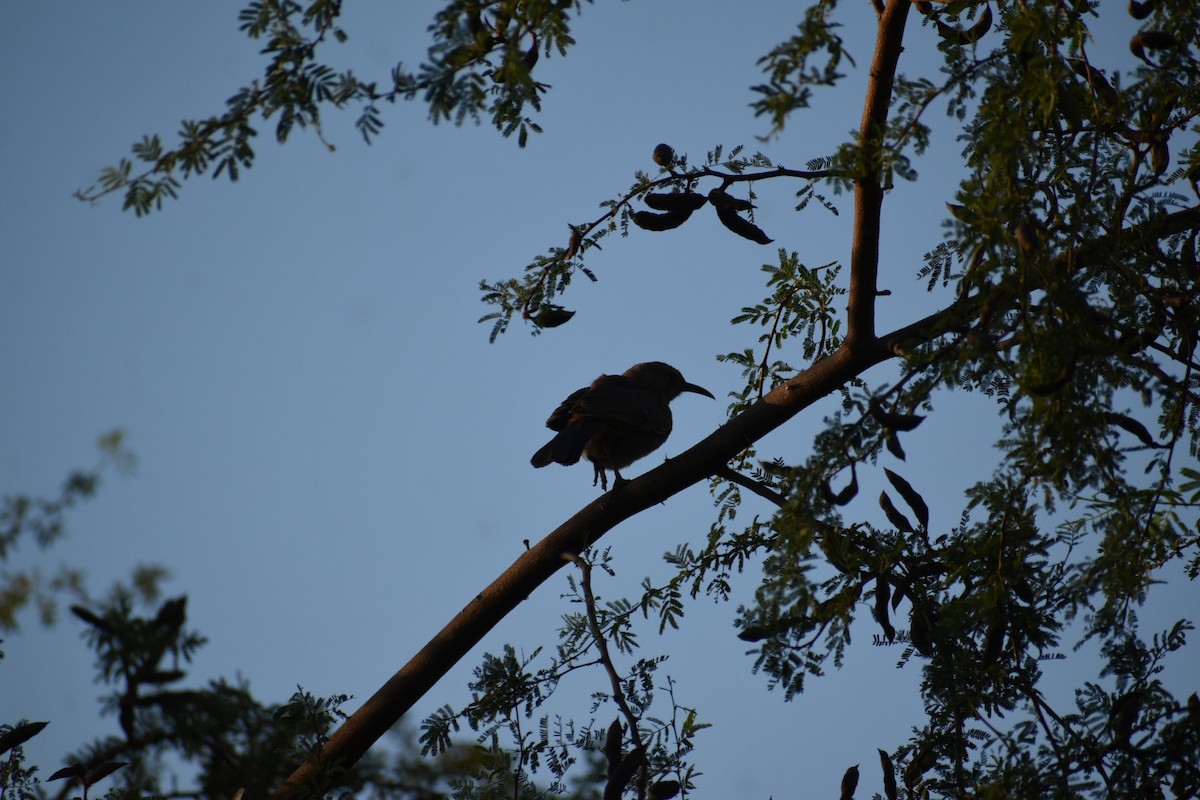 Curve-billed Thrasher - ML620602070