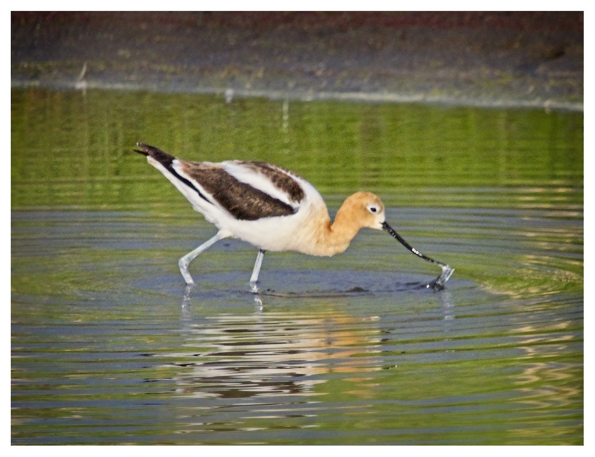 American Avocet - ML620602071