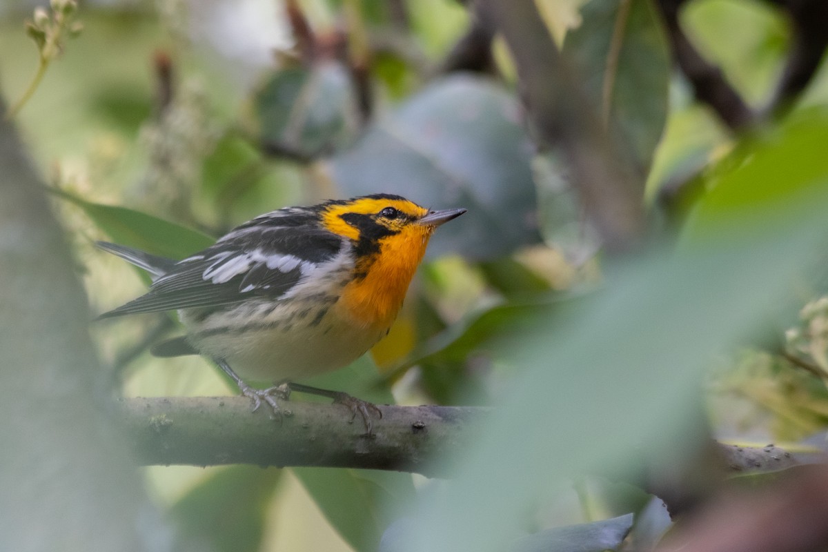 Blackburnian Warbler - ML620602072