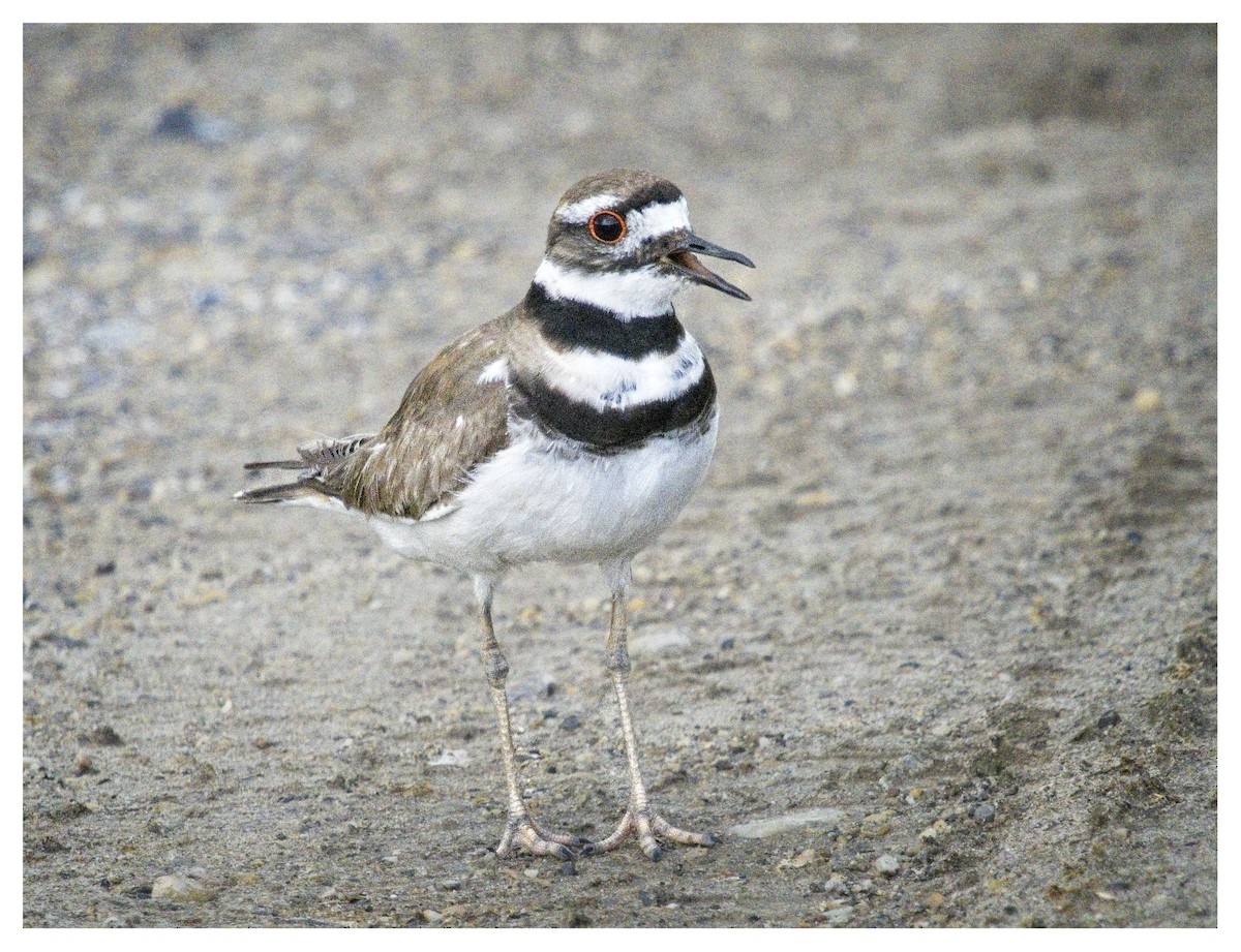 Killdeer - ML620602077