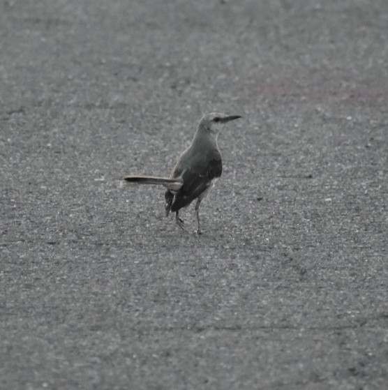 Northern Mockingbird - Terry Miller