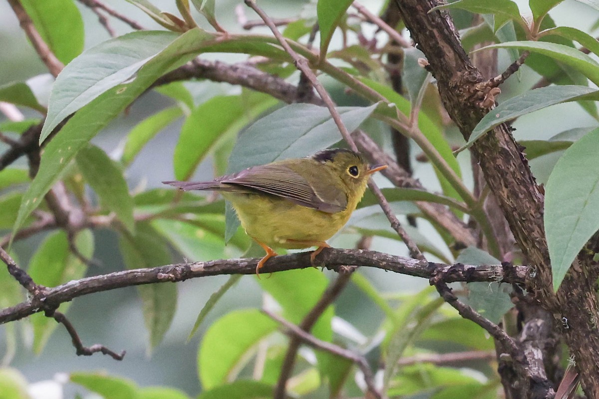 Whistler's Warbler - ML620602082