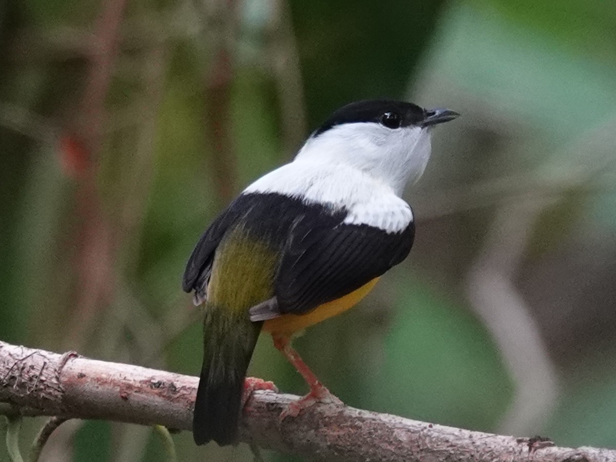 Manakin à col blanc - ML620602083