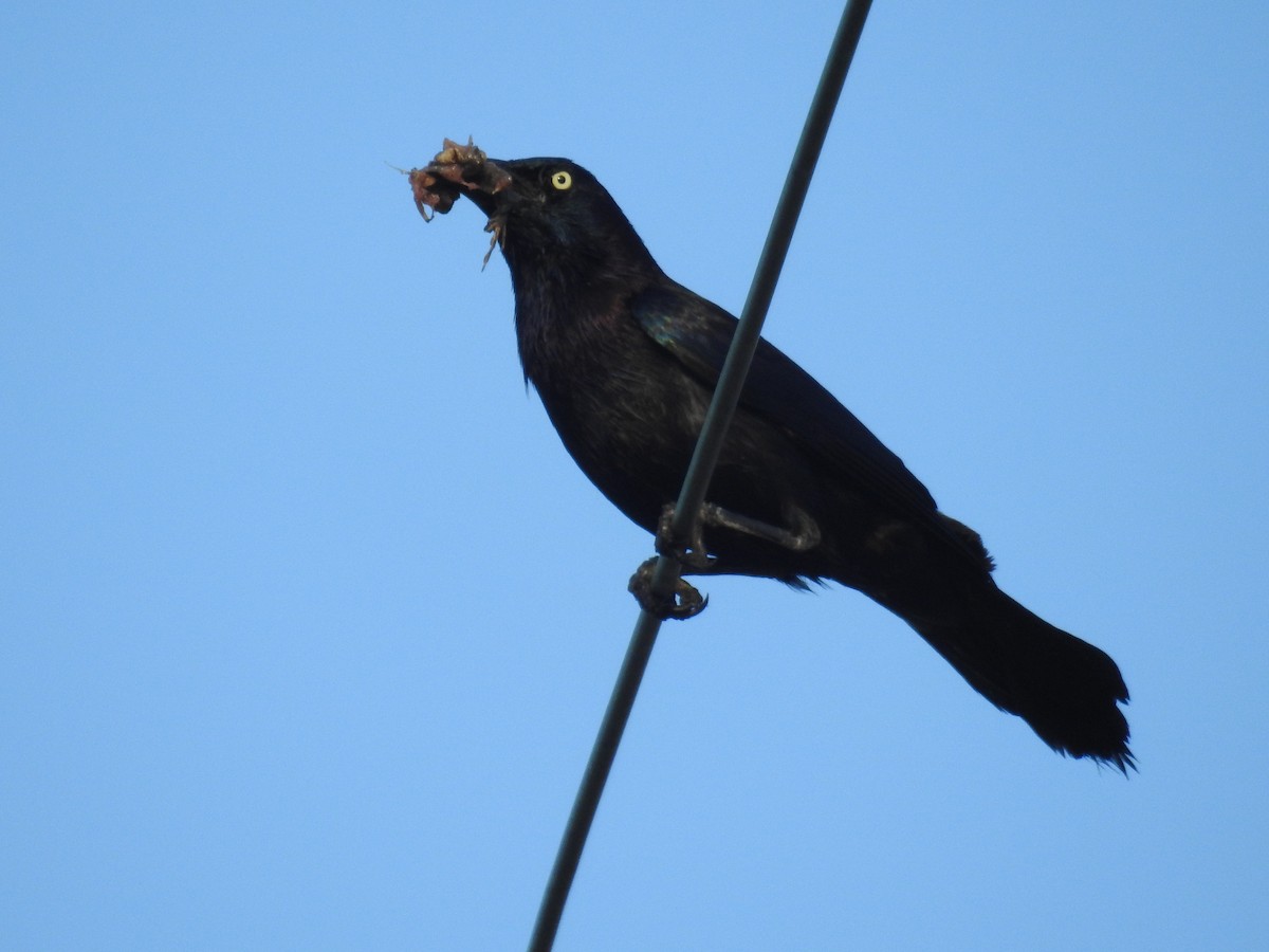 Common Grackle - ML620602084