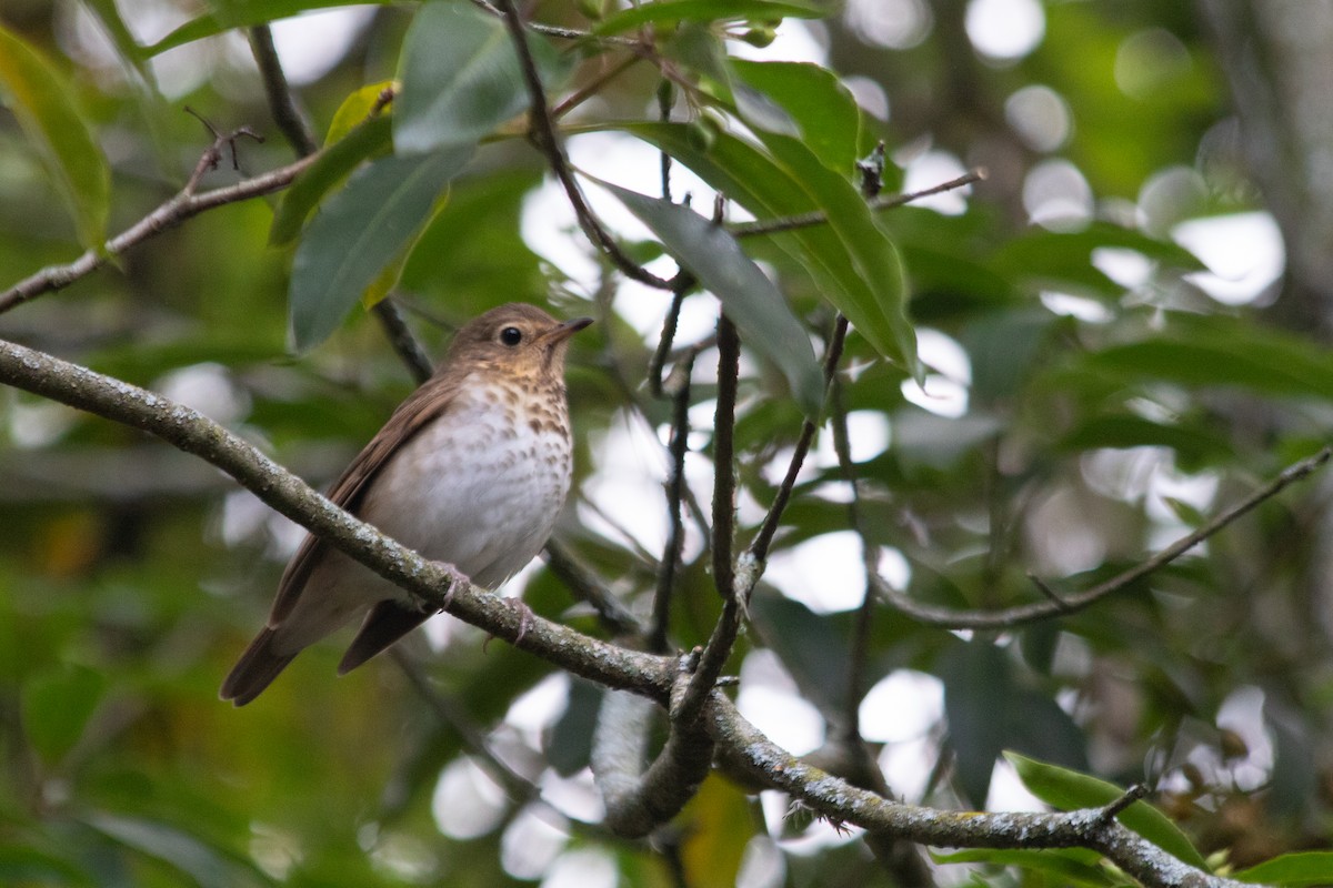 Swainson's Thrush - Stijn de Jong