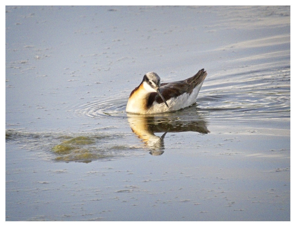 hvithalesvømmesnipe - ML620602086