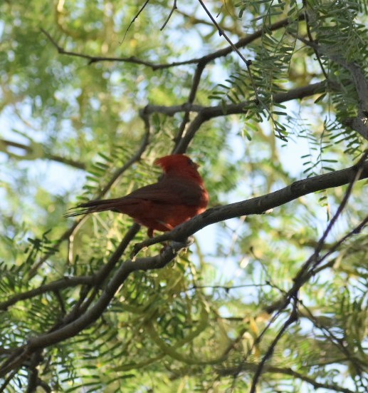 Northern Cardinal - ML620602087