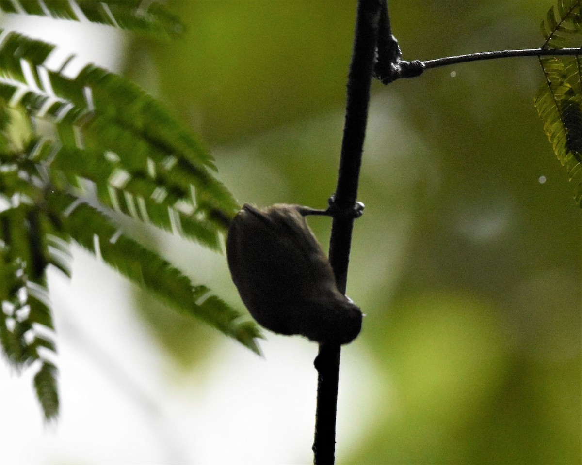 Olivaceous Piculet - Jerry Davis