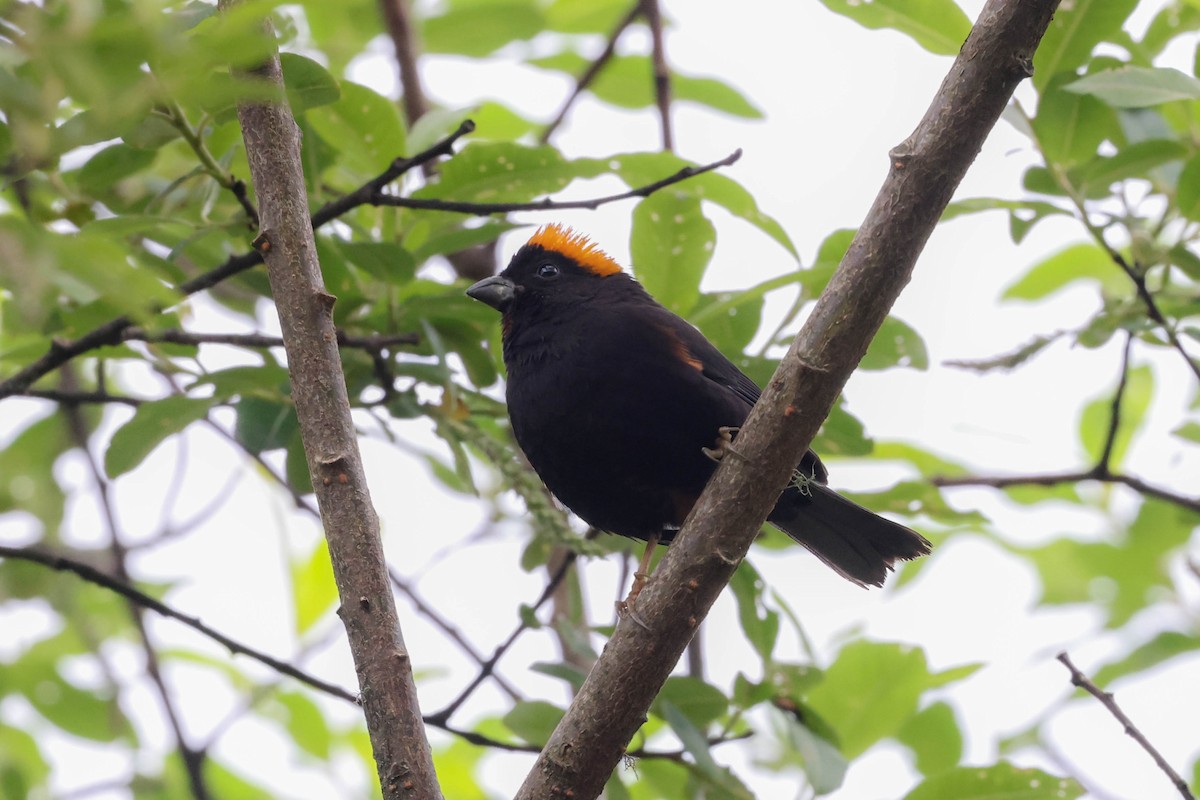 Gold-naped Finch - ML620602091