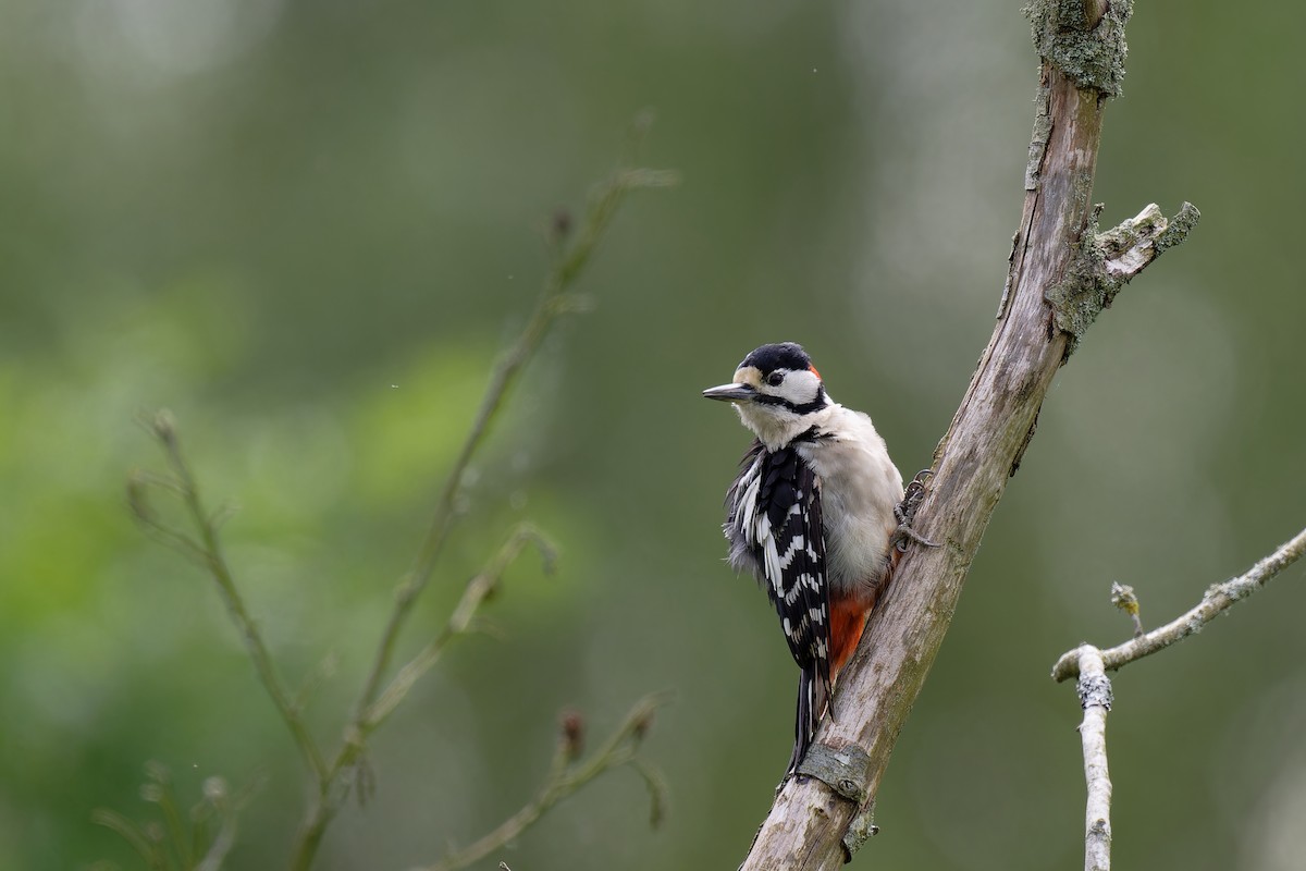 Great Spotted Woodpecker - ML620602092