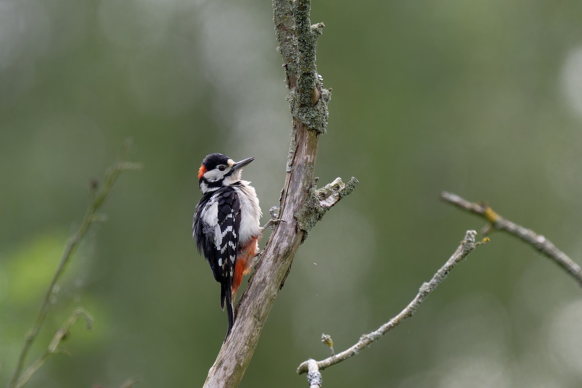 Great Spotted Woodpecker - ML620602093