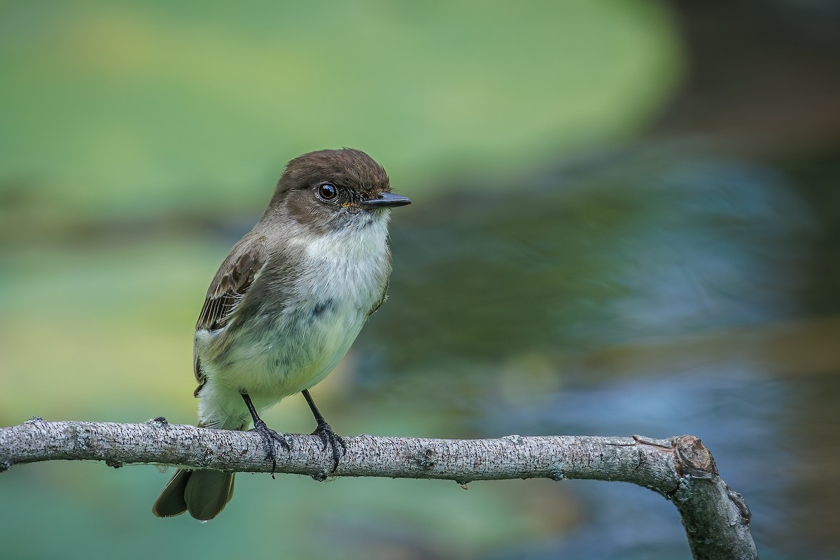 Eastern Phoebe - ML620602095