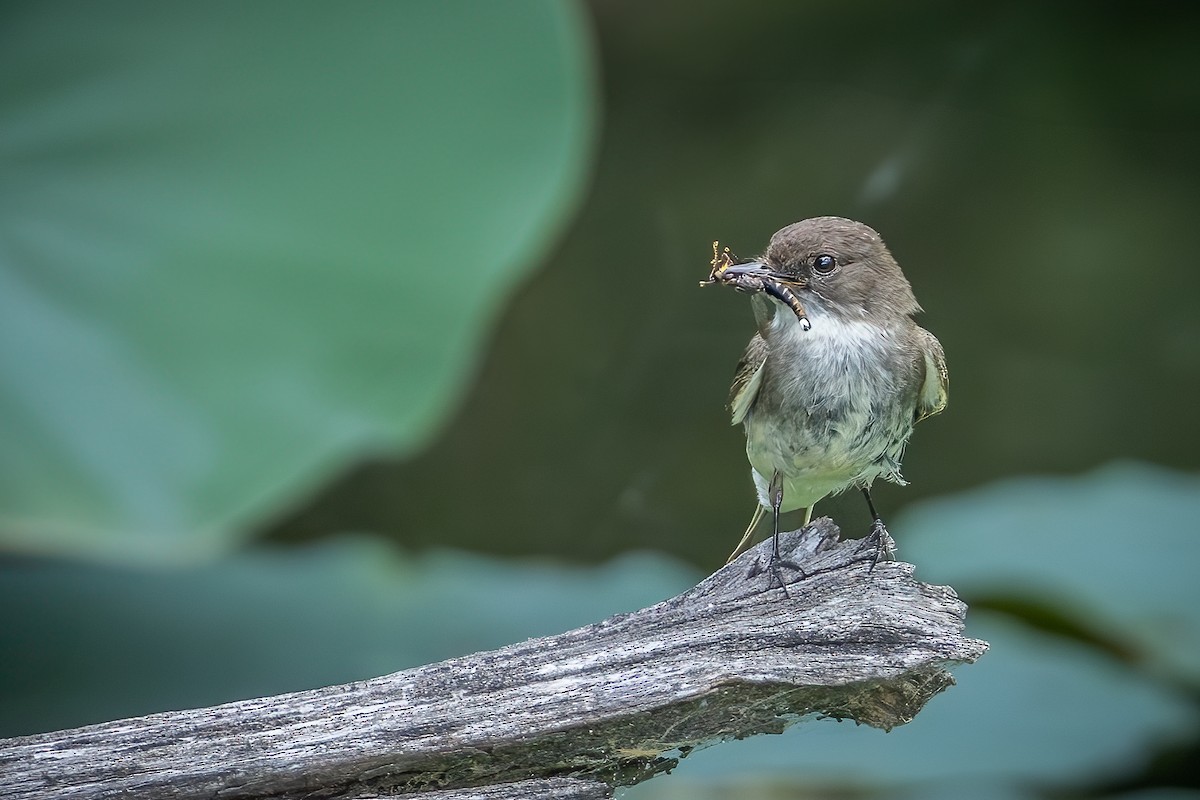 Eastern Phoebe - ML620602096