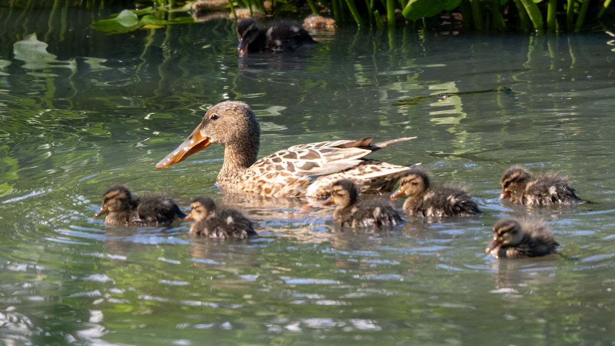 Canard souchet - ML620602098