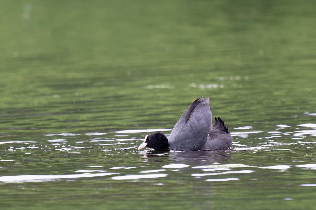 Eurasian Coot - ML620602099