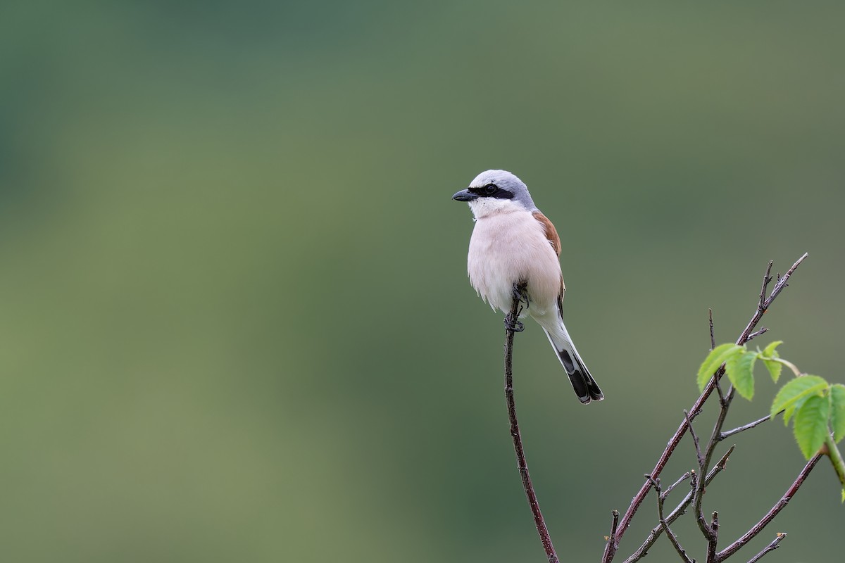 Red-backed Shrike - ML620602100