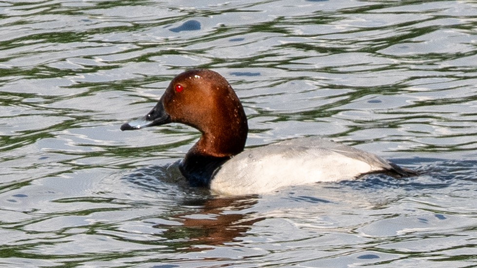 Common Pochard - ML620602101