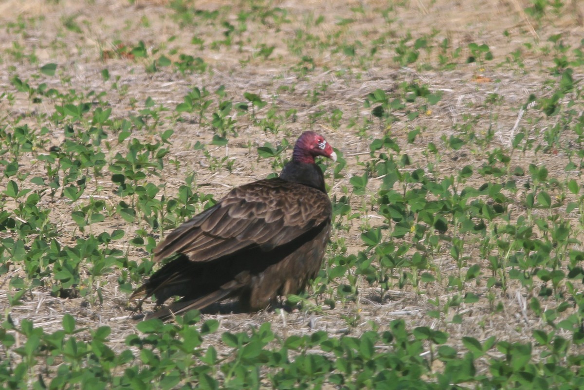 Turkey Vulture - ML620602104