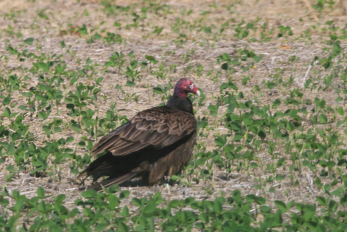 Urubu à tête rouge - ML620602104